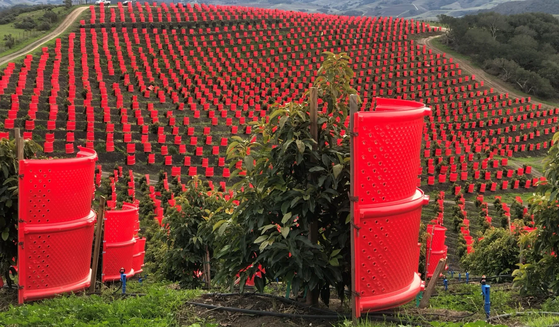 Rows of red Opti-Shields covering young avocado trees across rolling hills
