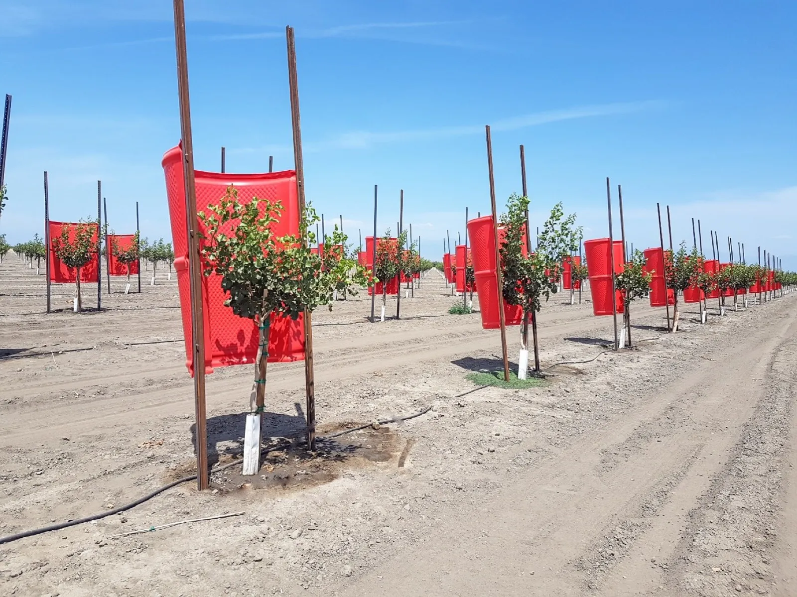 Opti-Shields protecting young nut trees in an orchard row